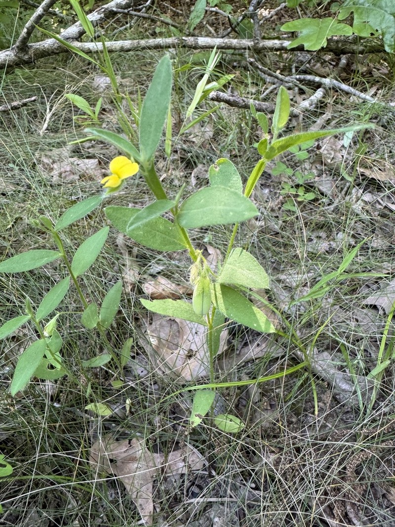 Arrowhead Rattlebox photo 5