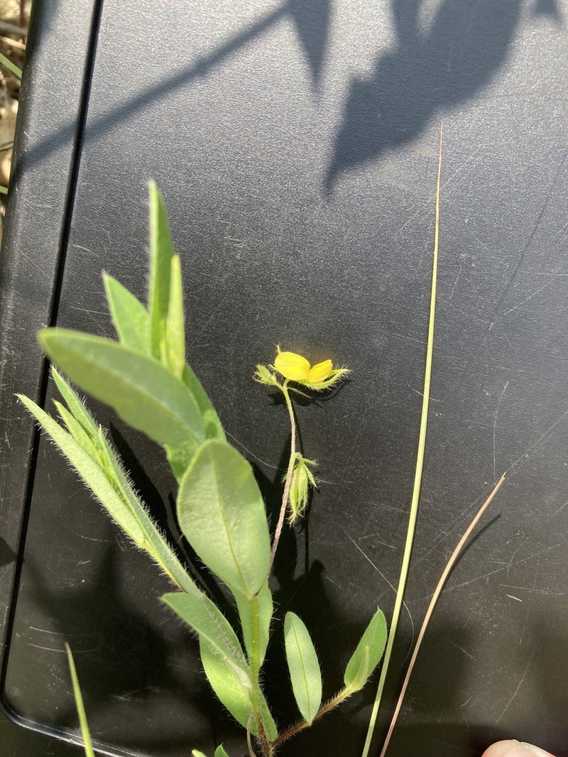 Arrowhead Rattlebox photo 6