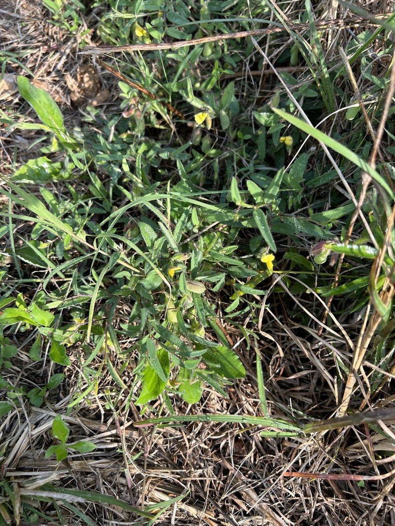 Arrowhead Rattlebox photo 7