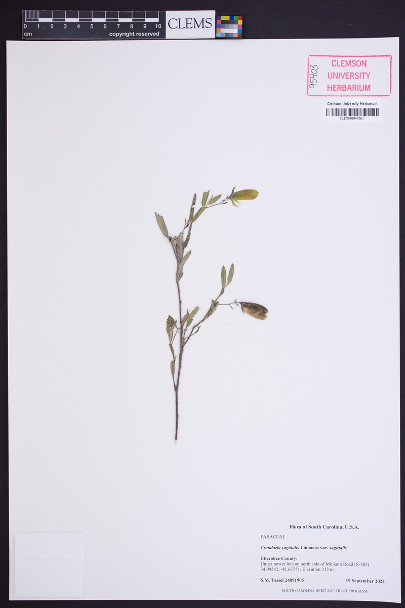 Crotalaria sagittalis var. sagittalis photo 2