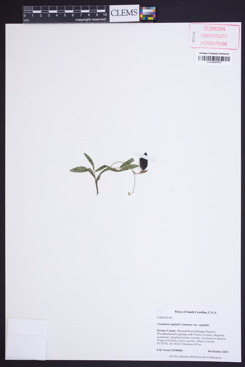 Crotalaria sagittalis var. sagittalis photo 3