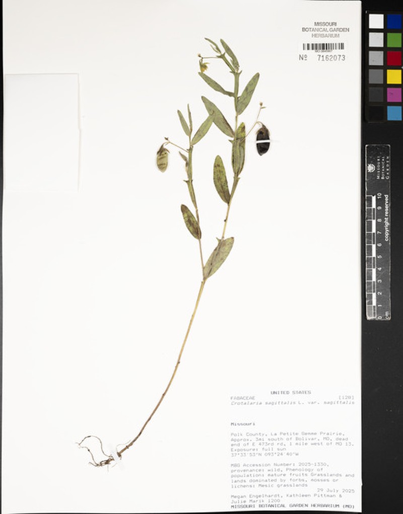 Crotalaria sagittalis var. sagittalis