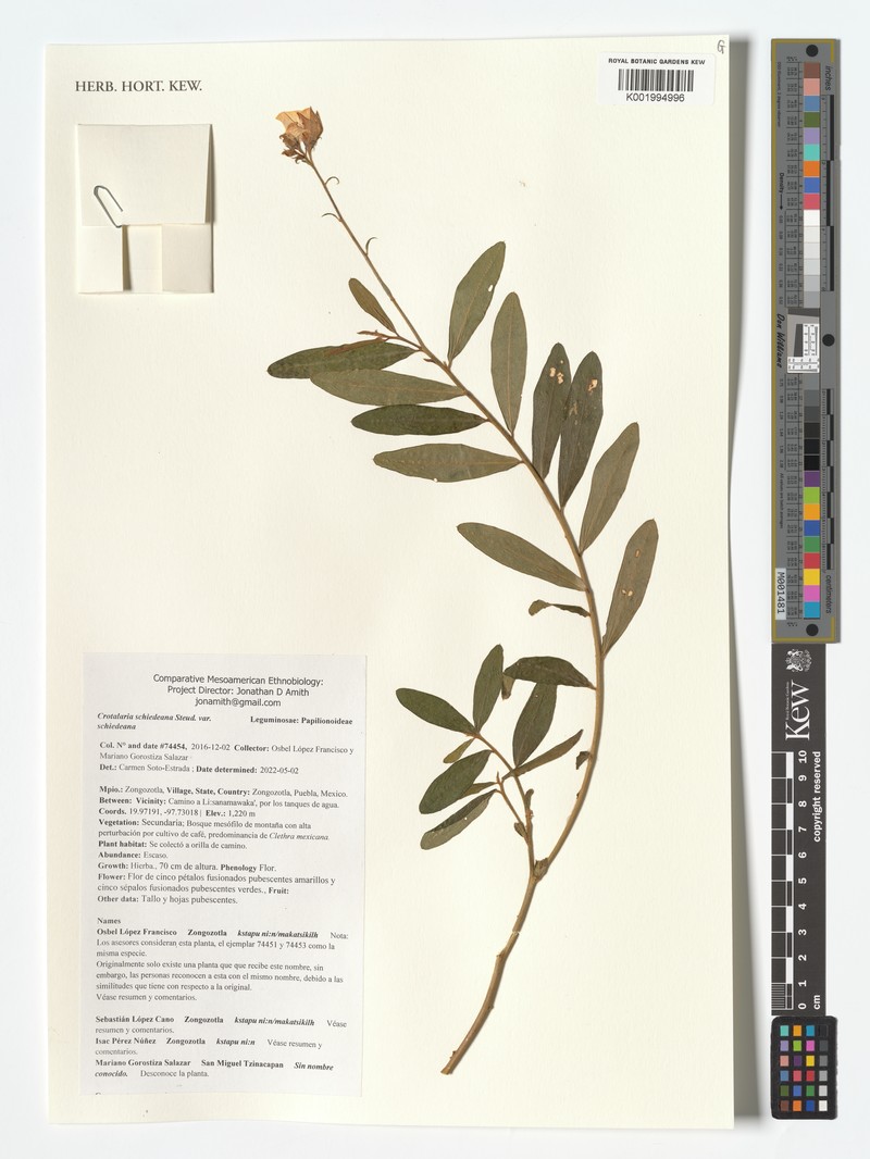 Crotalaria schiedeana var. schiedeana