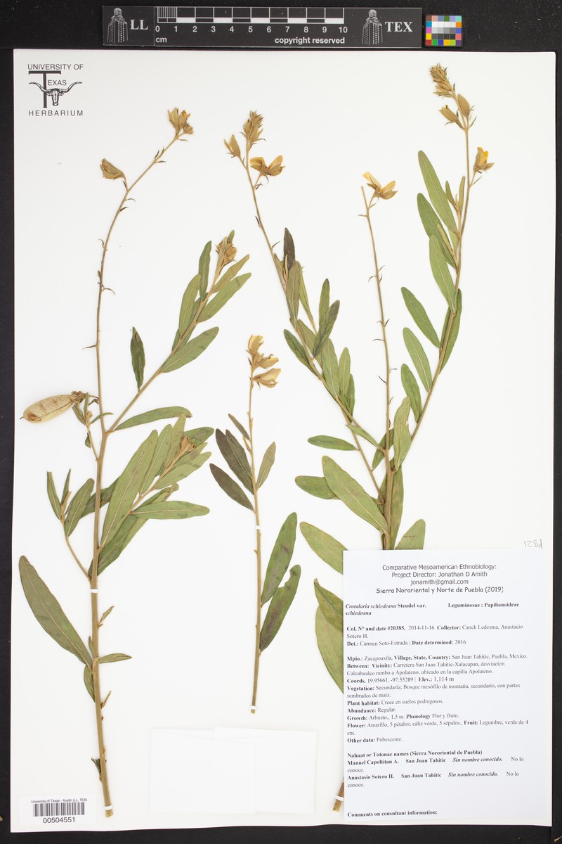 Crotalaria schiedeana var. schiedeana photo 3