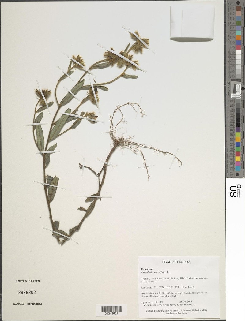 Crotalaria sessiliflora subsp. sessiliflora