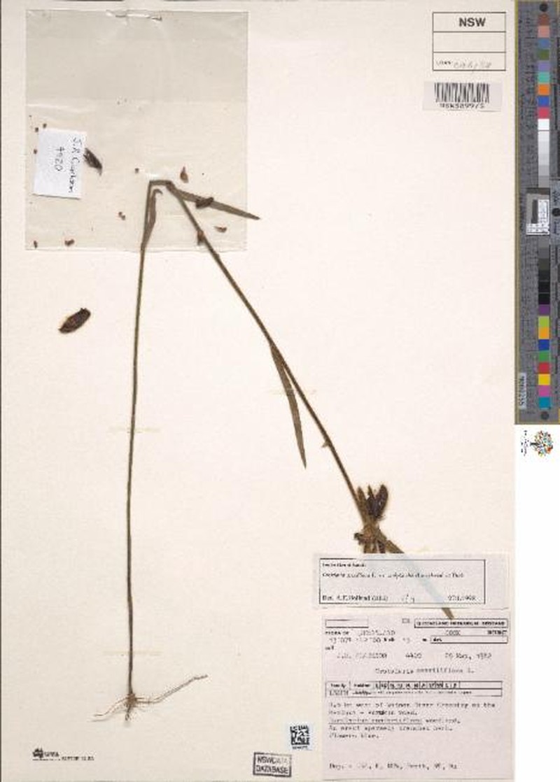 Crotalaria sessiliflora subsp. sessiliflora photo 2