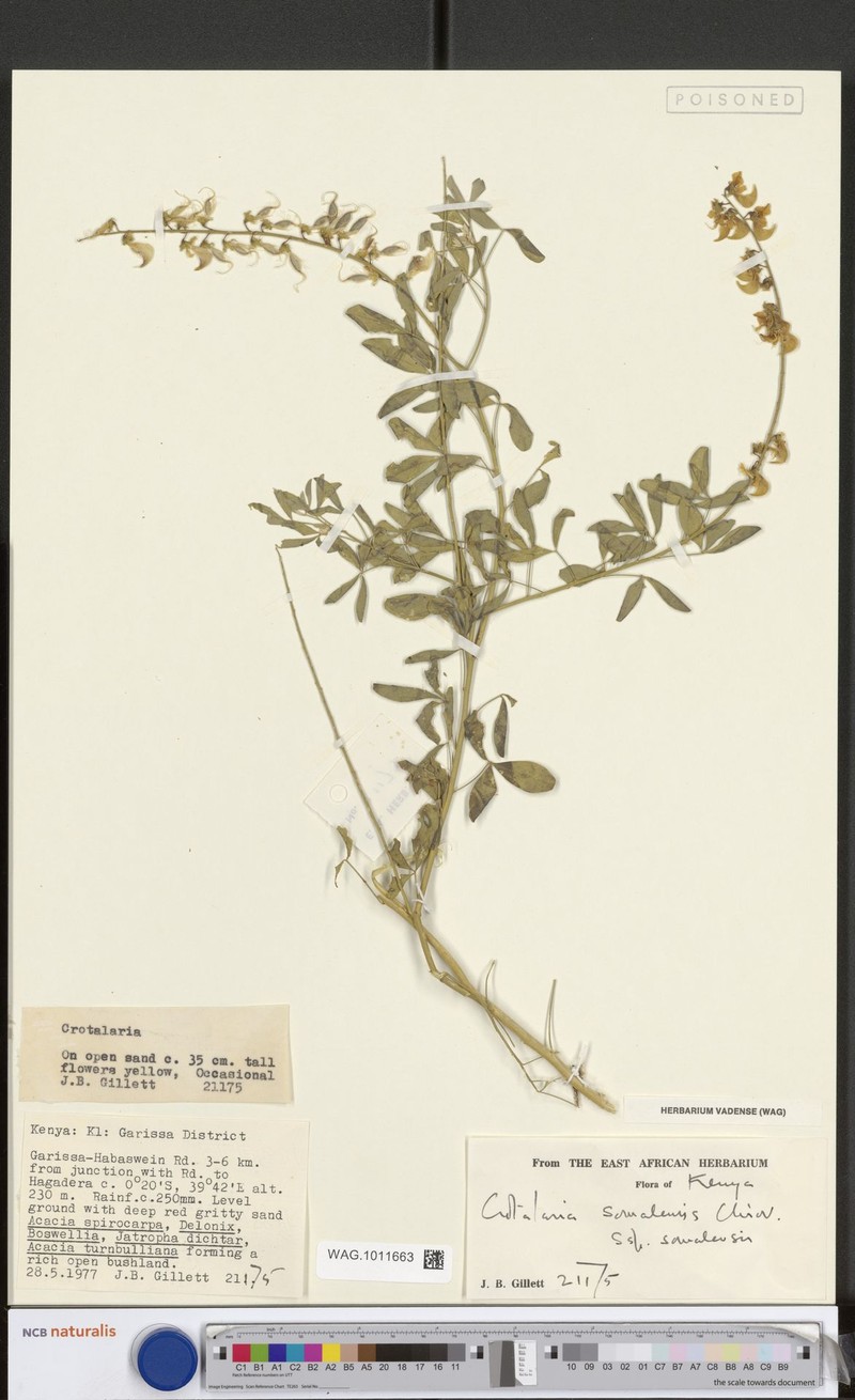 Crotalaria somalensis subsp. somalensis