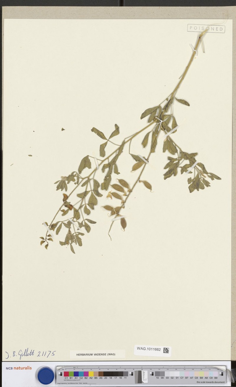 Crotalaria somalensis subsp. somalensis photo 2