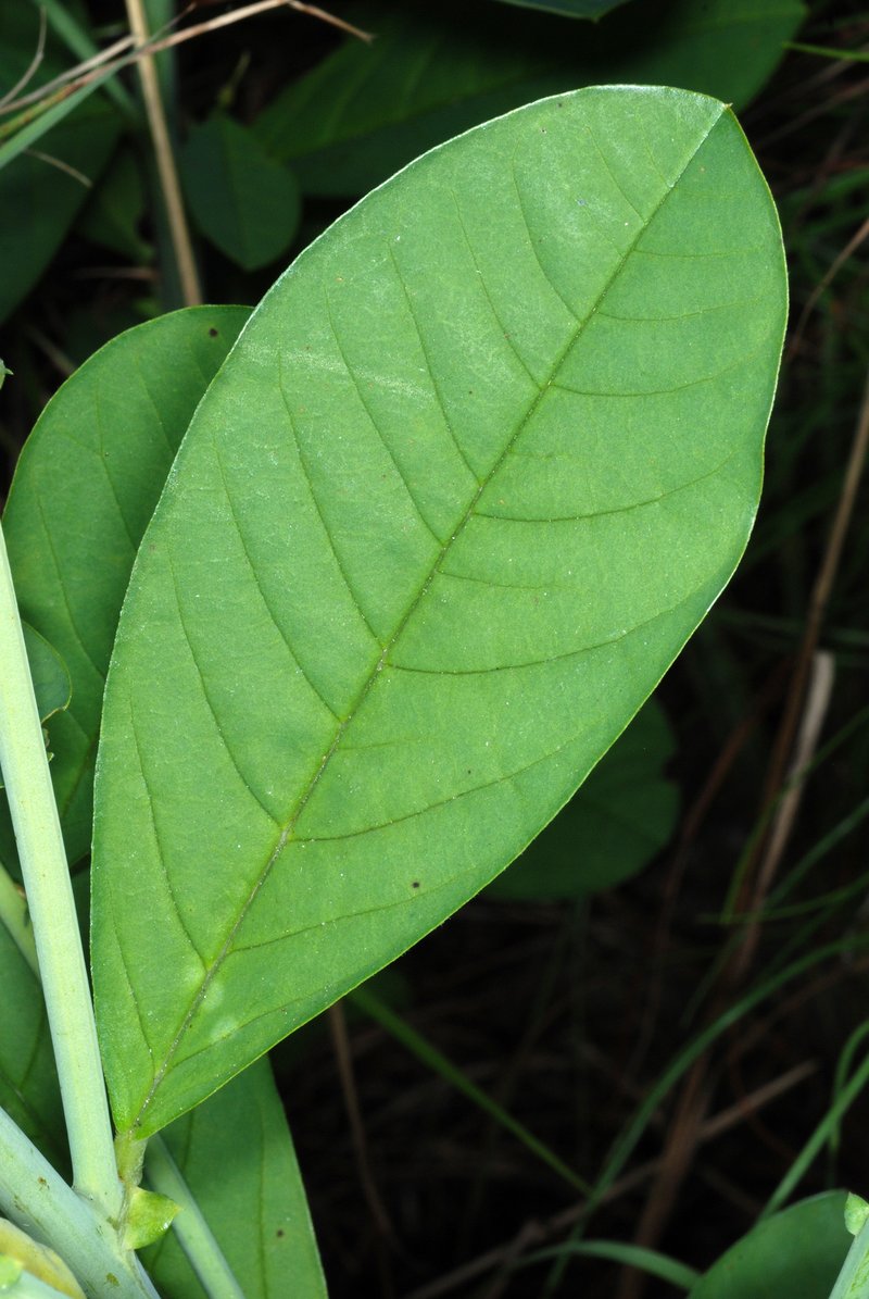 Showy Rattlebox photo 2