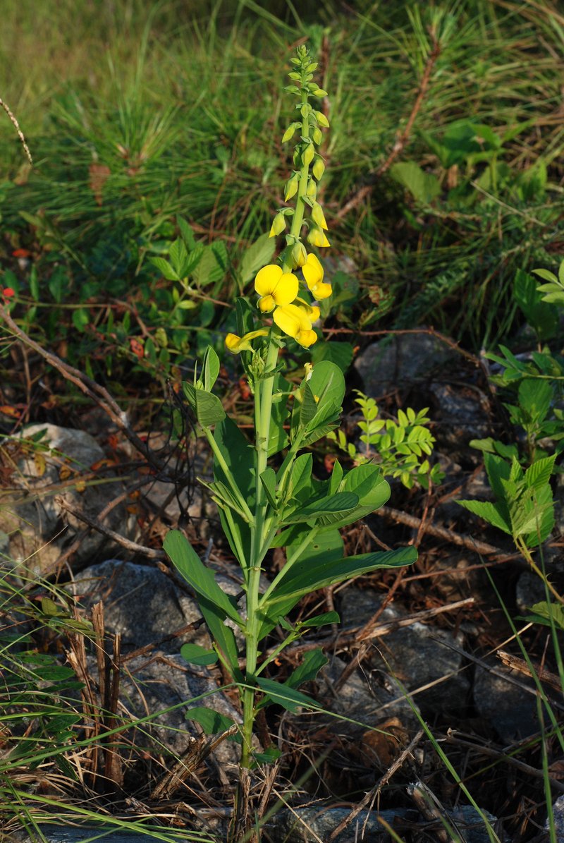 Showy Rattlebox photo 4