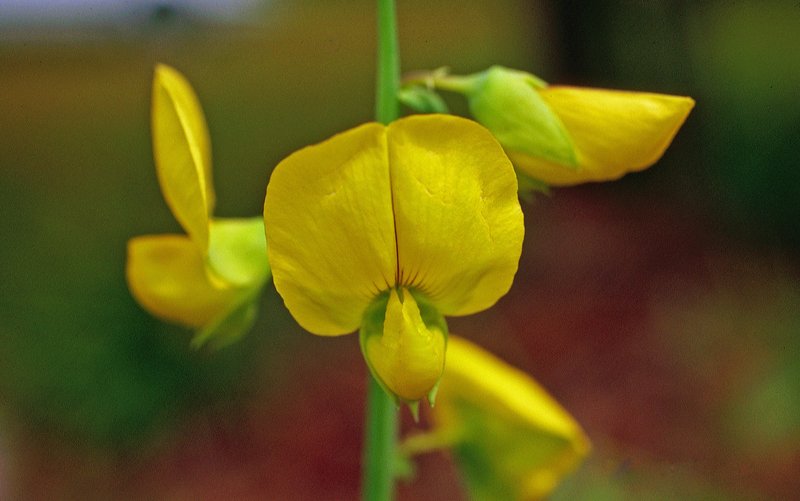 Showy Rattlebox photo 5
