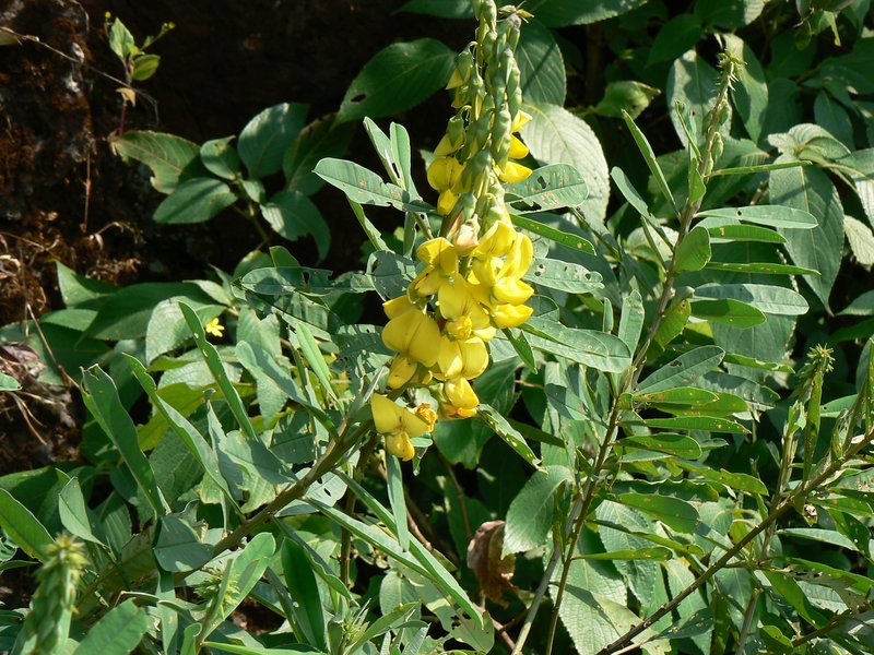 Showy Rattlebox