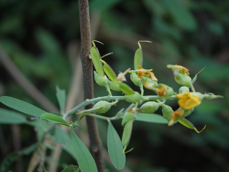 Showy Rattlebox photo 8