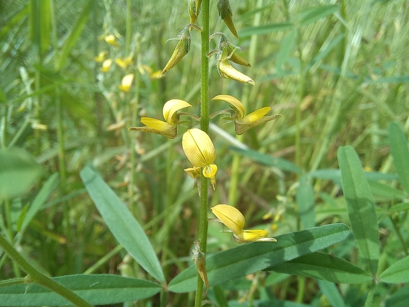 Crotalaria sphaerocarpa subsp. sphaerocarpa