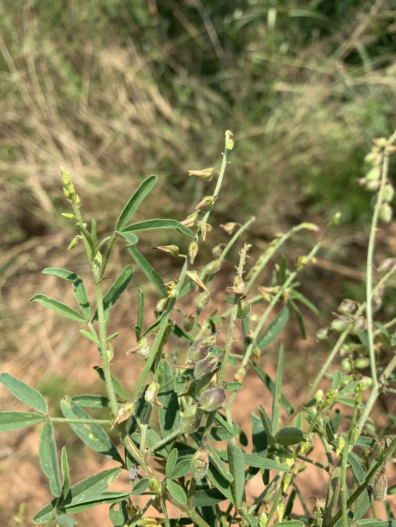 Crotalaria sphaerocarpa subsp. sphaerocarpa photo 3