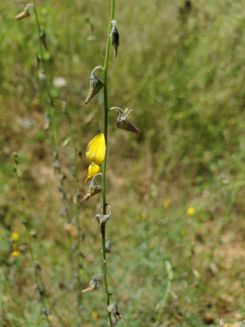 Crotalaria sphaerocarpa subsp. sphaerocarpa photo 4