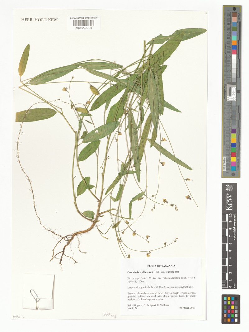 Crotalaria stuhlmannii var. stuhlmannii