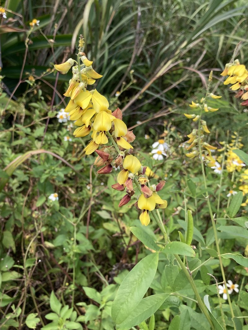 West Indian Rattlebox photo 2