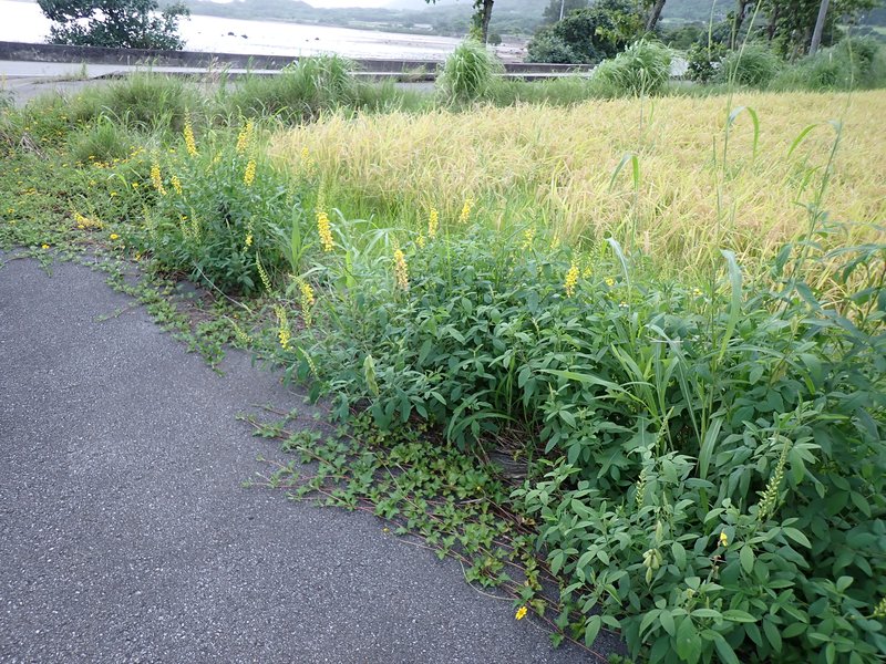 West Indian Rattlebox photo 3