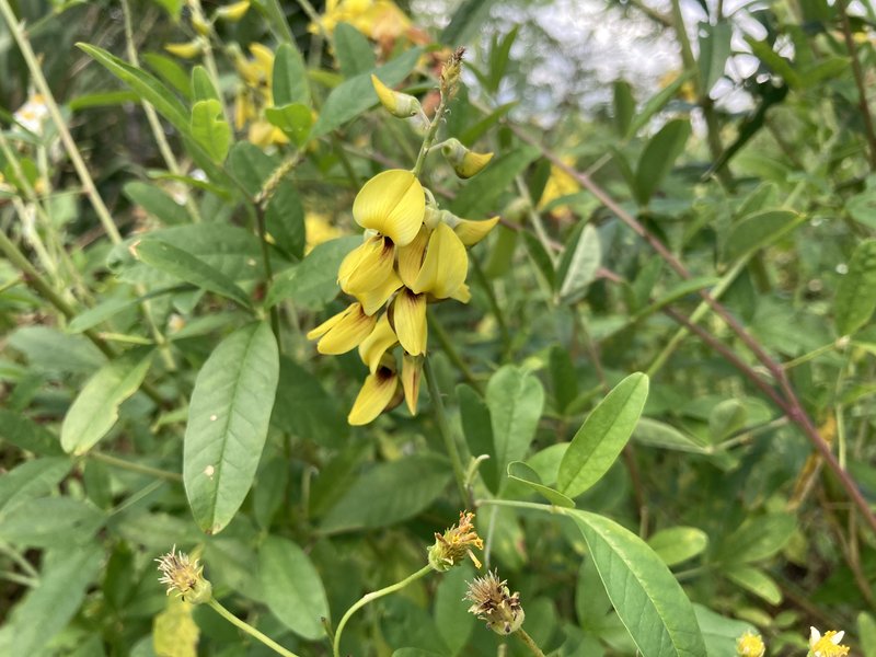 West Indian Rattlebox photo 4