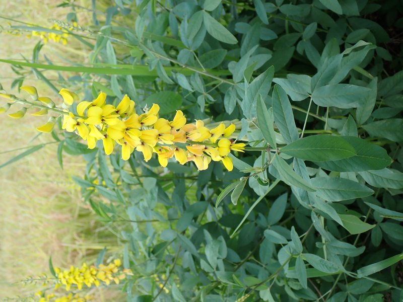West Indian Rattlebox photo 6