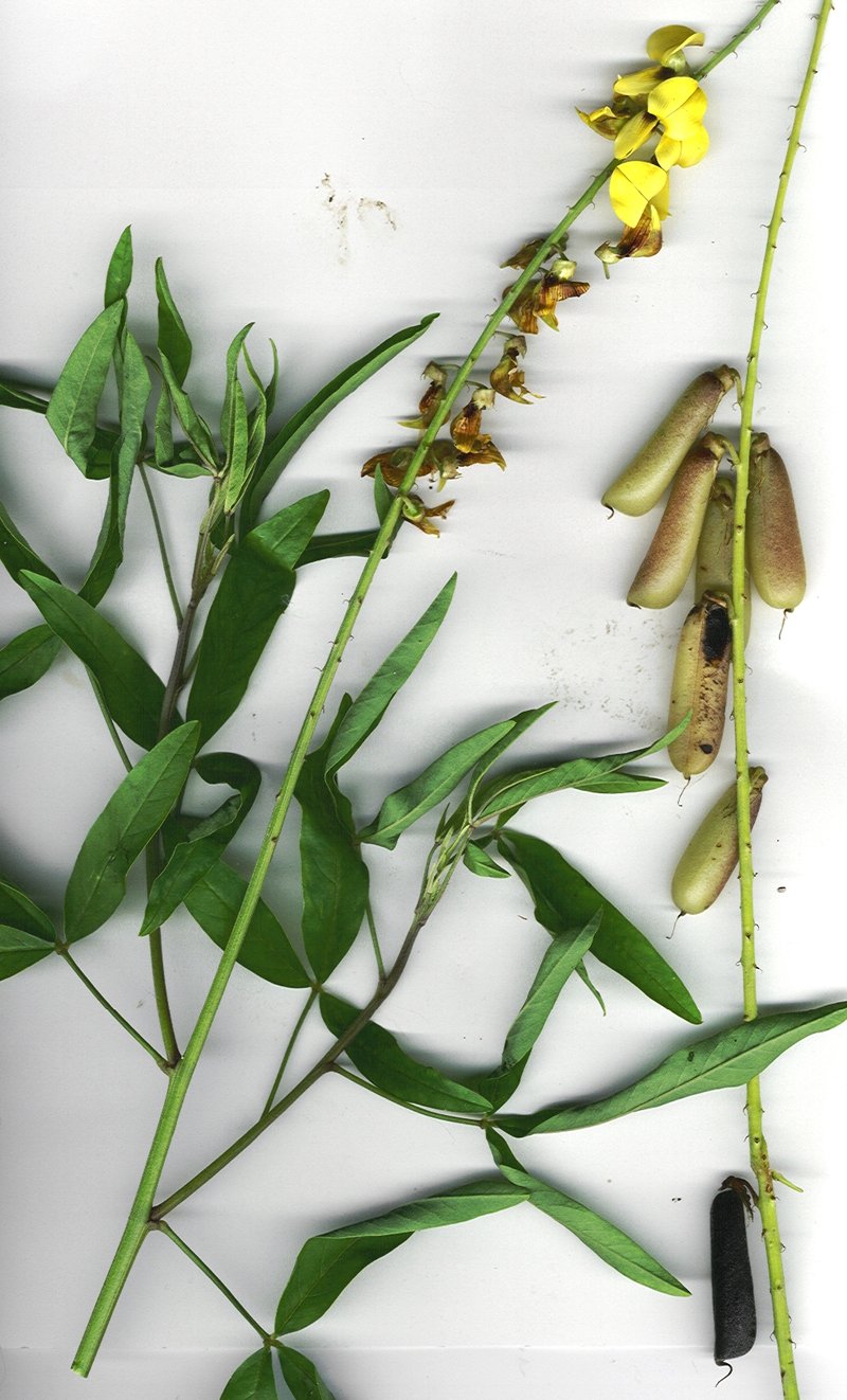 West Indian Rattlebox