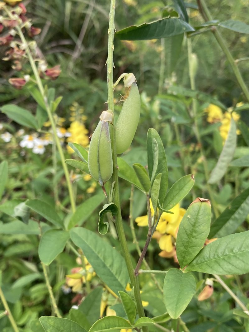 West Indian Rattlebox photo 7