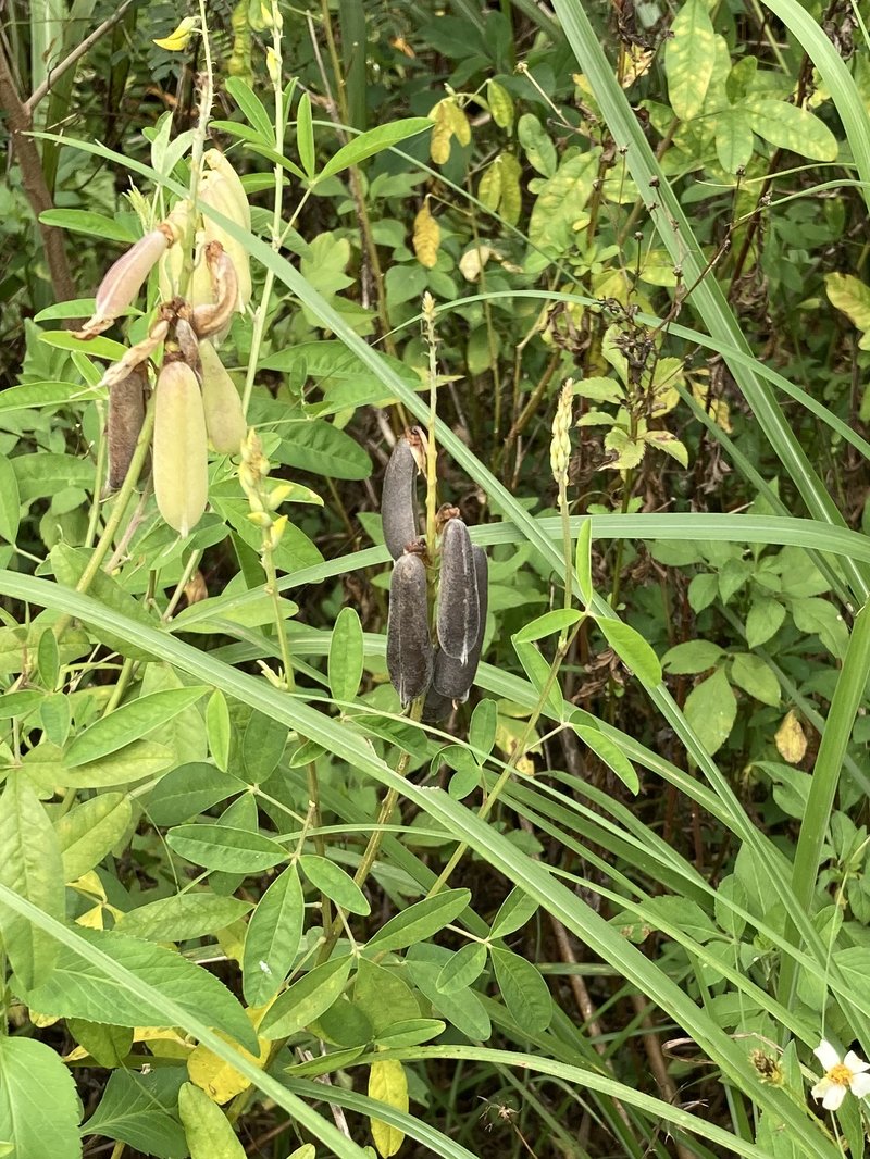 West Indian Rattlebox photo 8