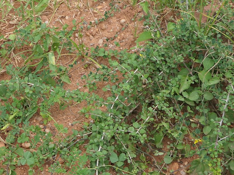 Crotalaria trifoliastrum