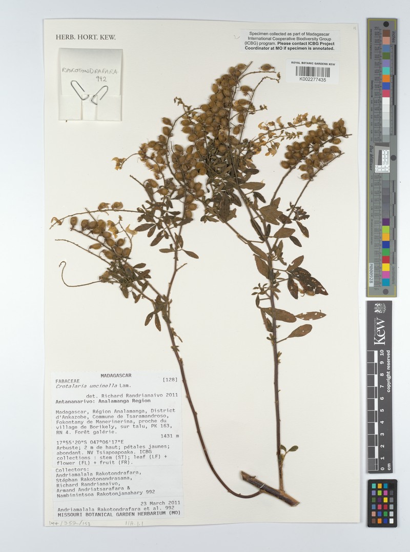 Crotalaria uncinella subsp. uncinella