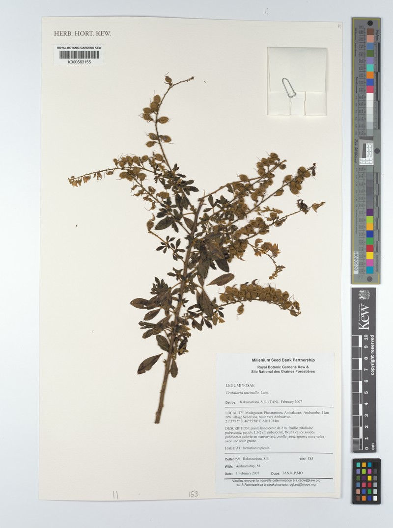Crotalaria uncinella subsp. uncinella photo 2