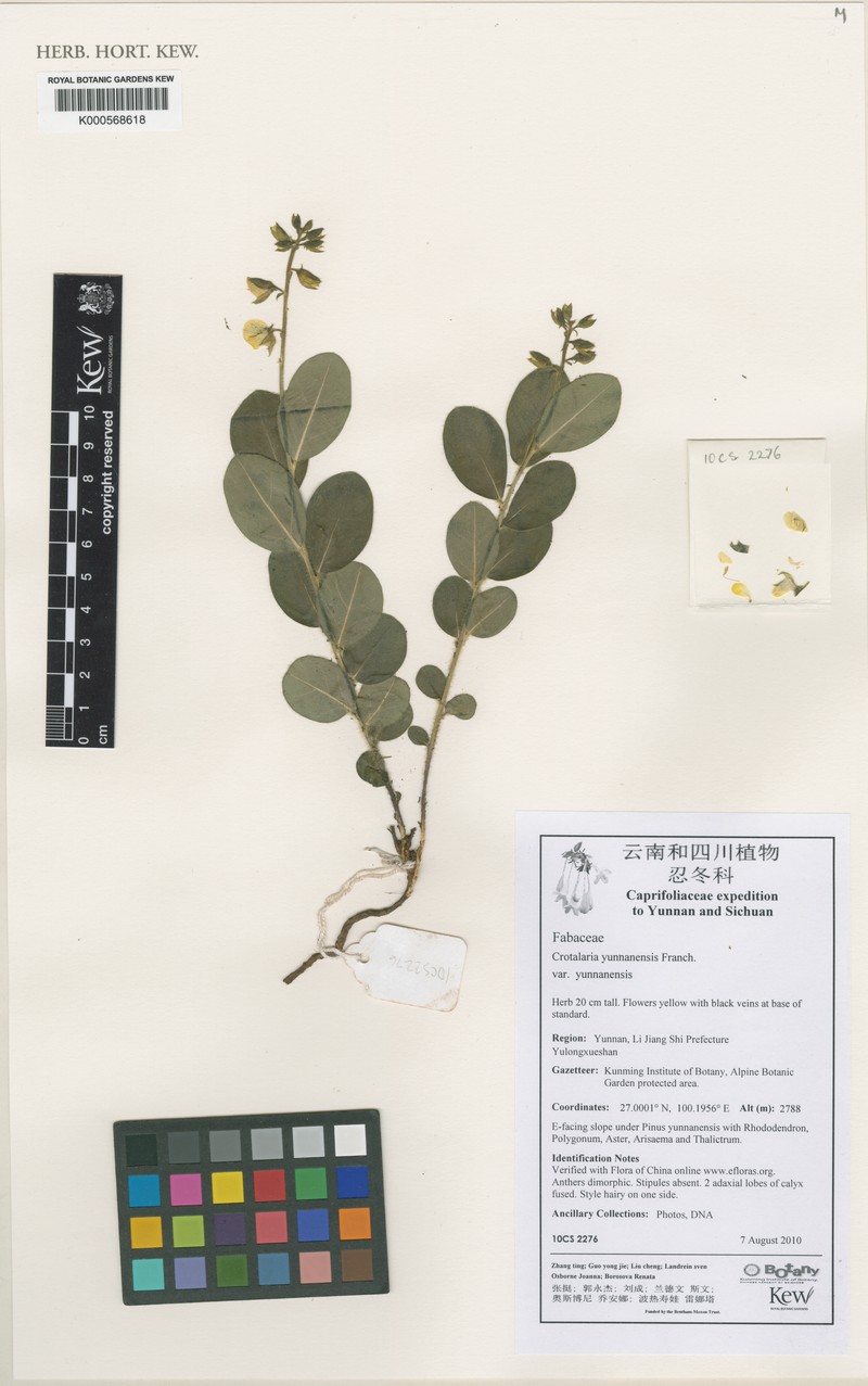 Crotalaria yunnanensis var. yunnanensis