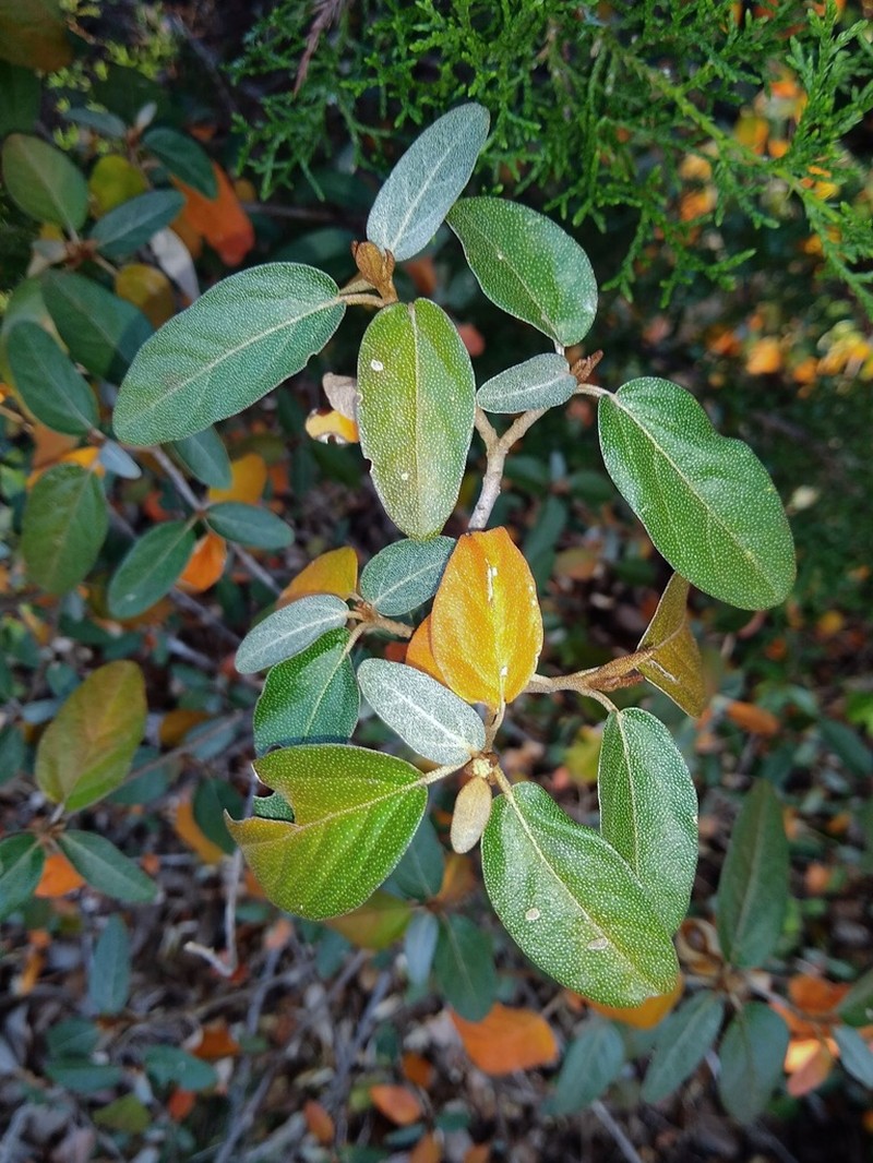Alabama Croton photo 2