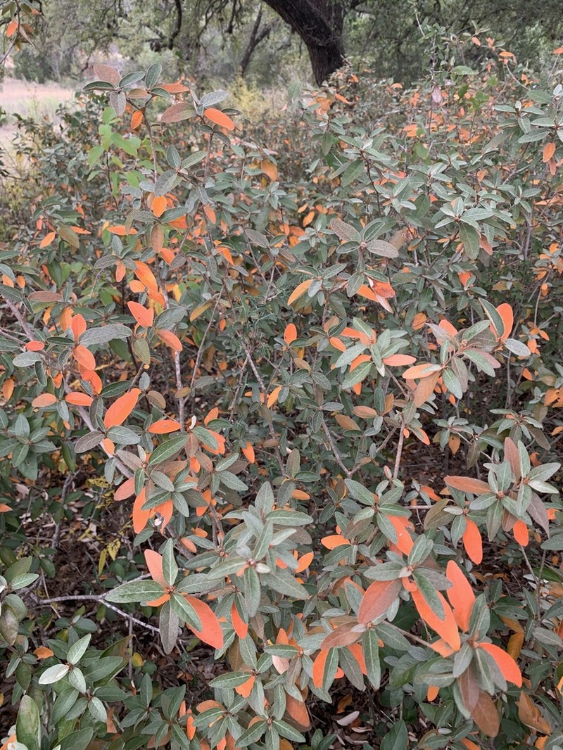 Alabama Croton photo 3