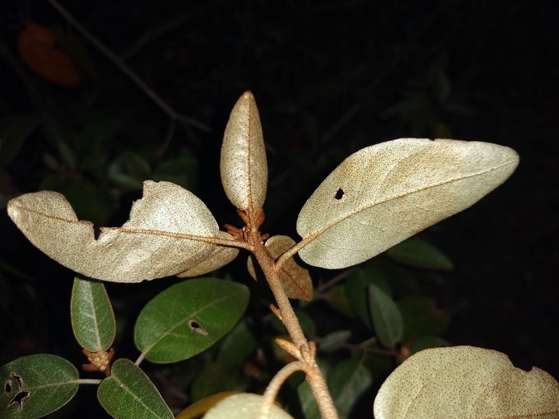 Alabama Croton photo 4