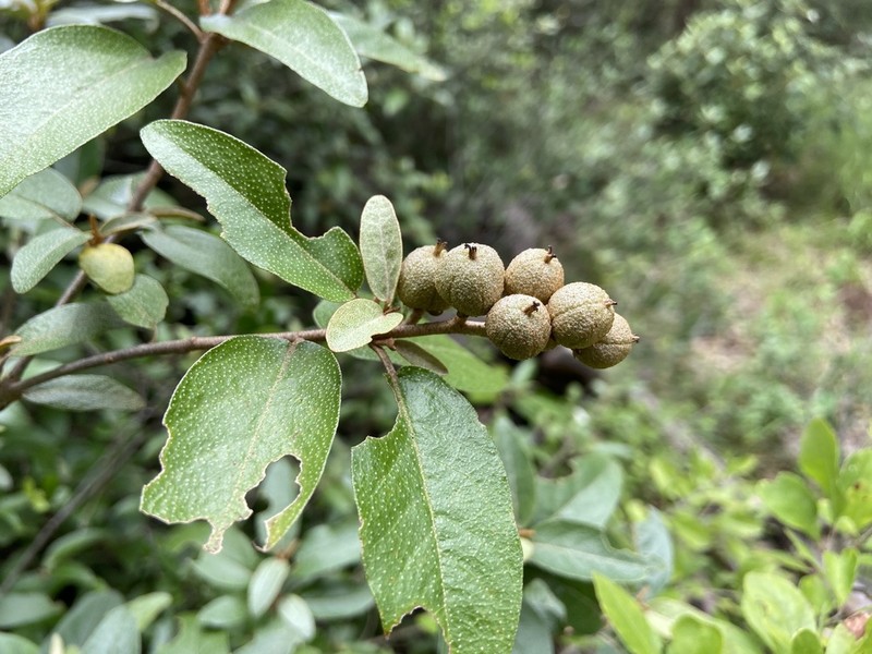 Alabama Croton photo 5