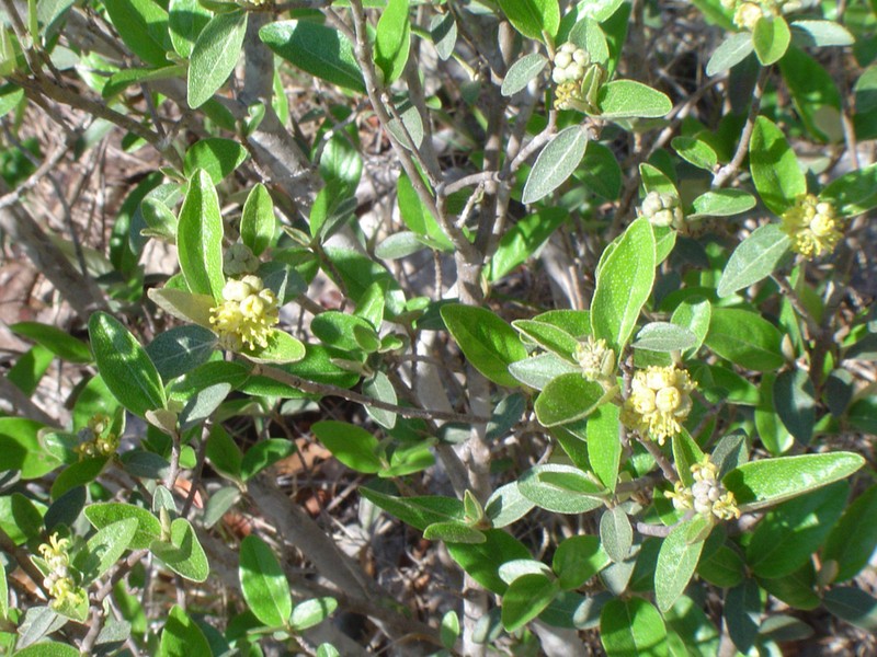 Alabama Croton photo 6