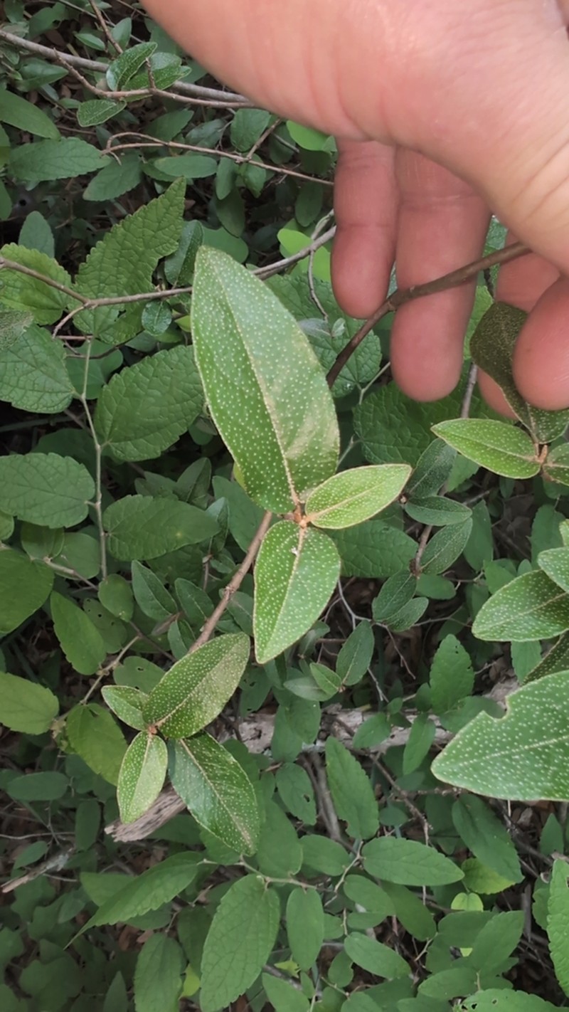 Alabama Croton photo 7