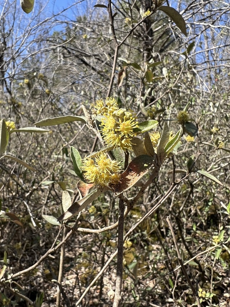 Alabama Croton photo 8