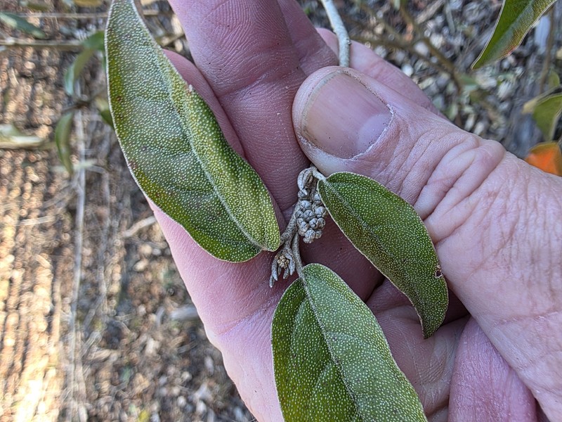 Croton alabamensis var. alabamensis