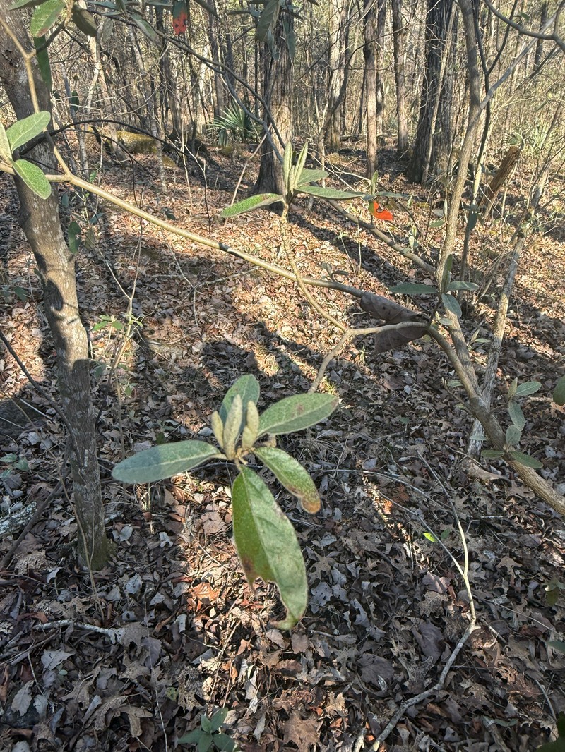 Croton alabamensis var. alabamensis photo 2