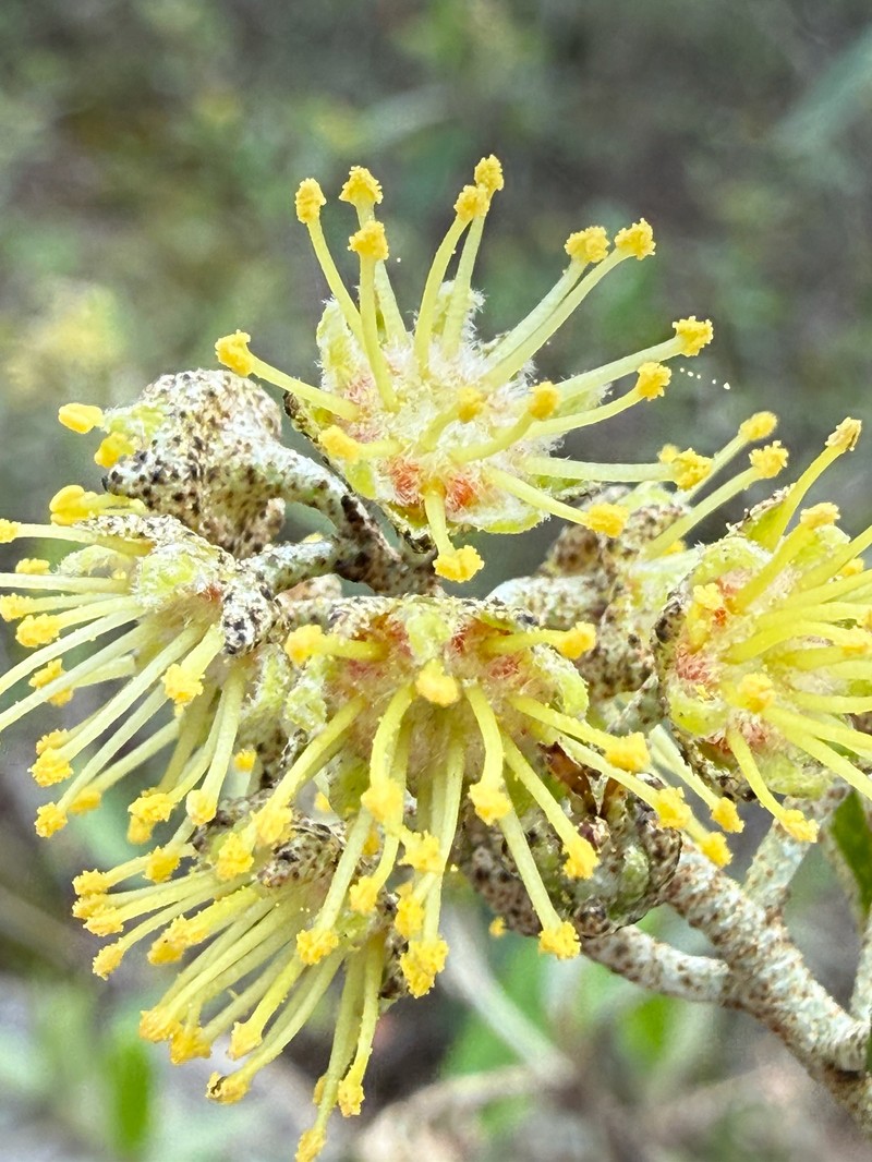 Croton alabamensis var. alabamensis photo 3