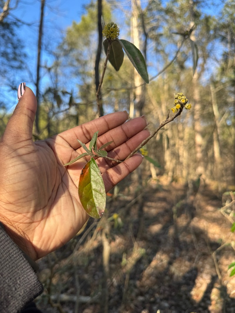 Croton alabamensis var. alabamensis photo 4