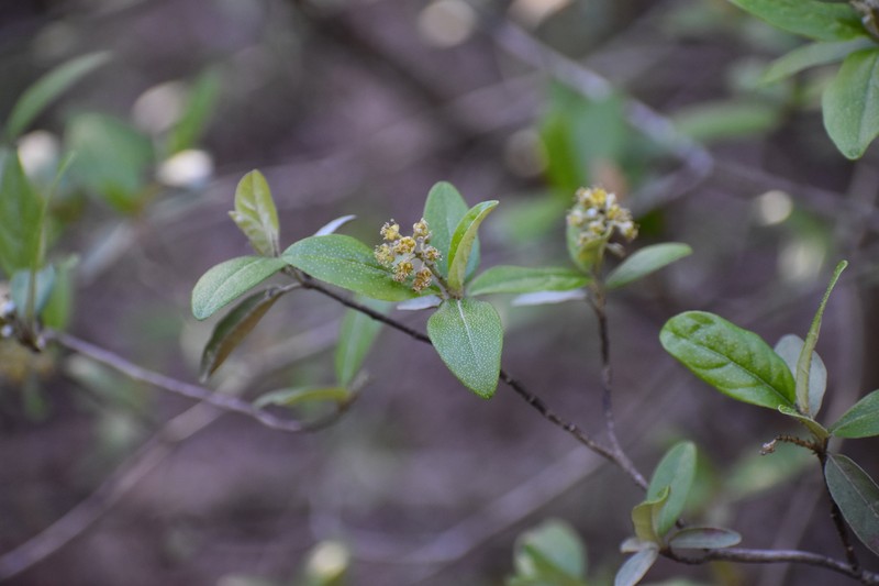 Croton alabamensis var. alabamensis photo 5