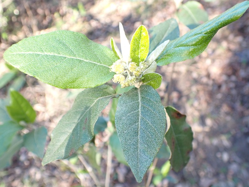 Croton alabamensis var. alabamensis photo 6