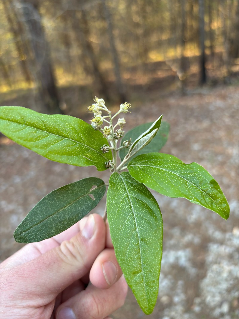 Croton alabamensis var. alabamensis photo 7