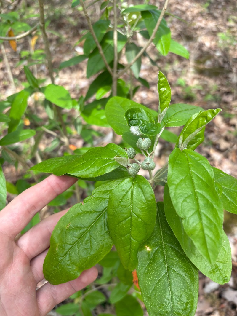 Croton alabamensis var. alabamensis photo 8