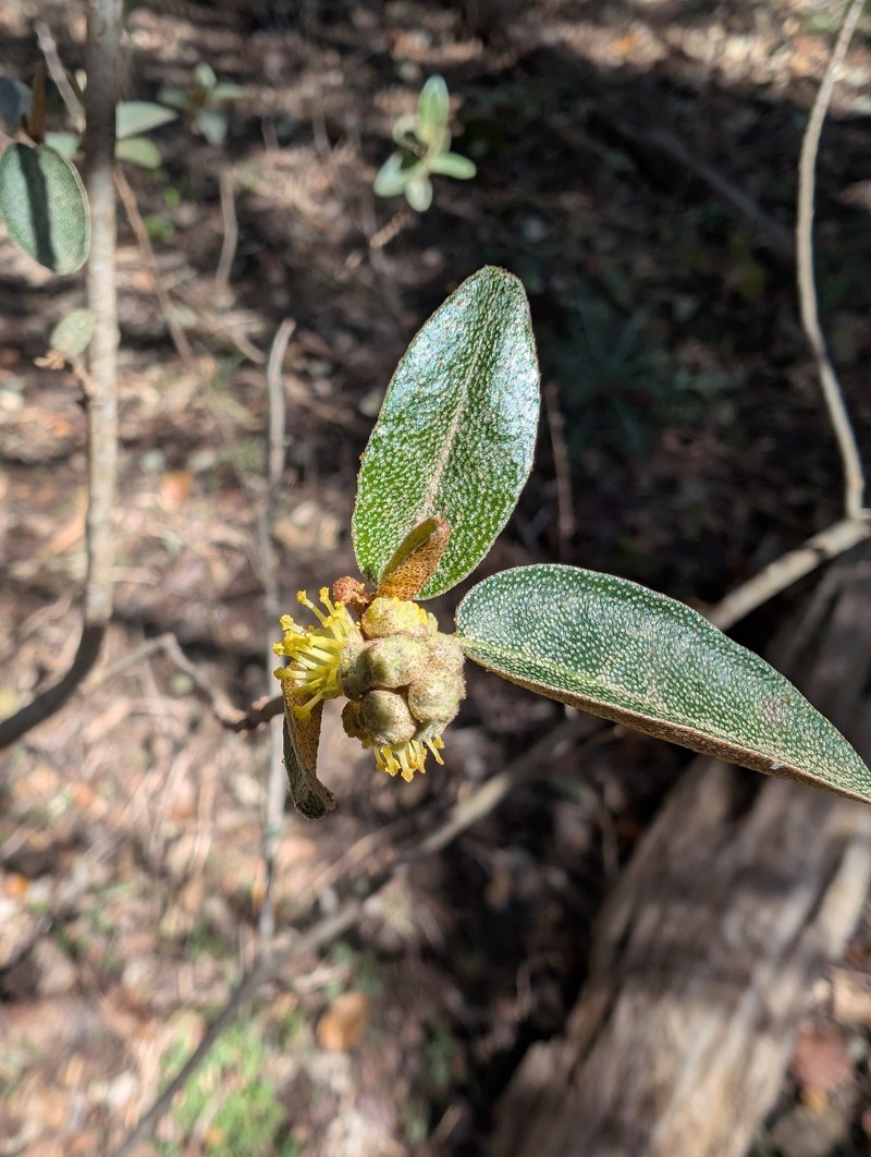 Croton alabamensis var. texensis photo 2