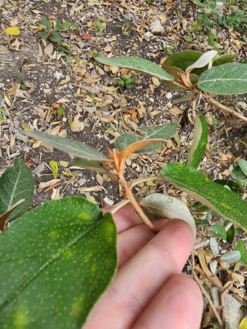 Croton alabamensis var. texensis photo 3