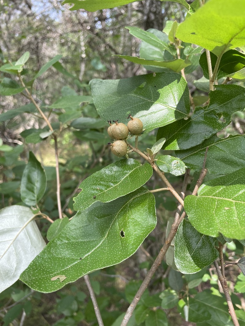 Croton alabamensis var. texensis photo 5
